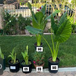 Plants For Sale - Pick Up Today