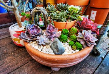 Succulents designed by me