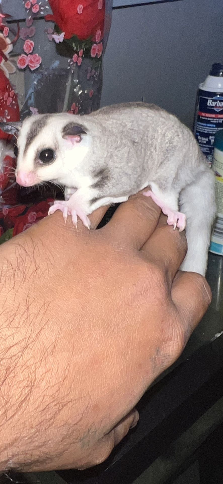Sugar Glider Available 