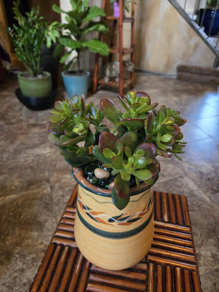 Healthy Jade Plant In 8in Ceramic Pot With Drainage 