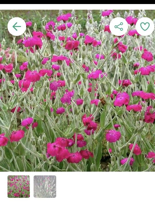 Foxglove And Rose Campeon Plants