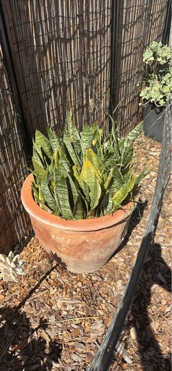 Large Snake Plant in Terracotta Pot