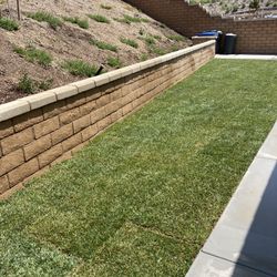 Sod Fescue 