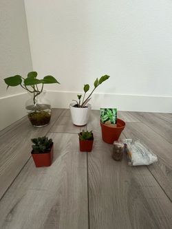 Houseplants