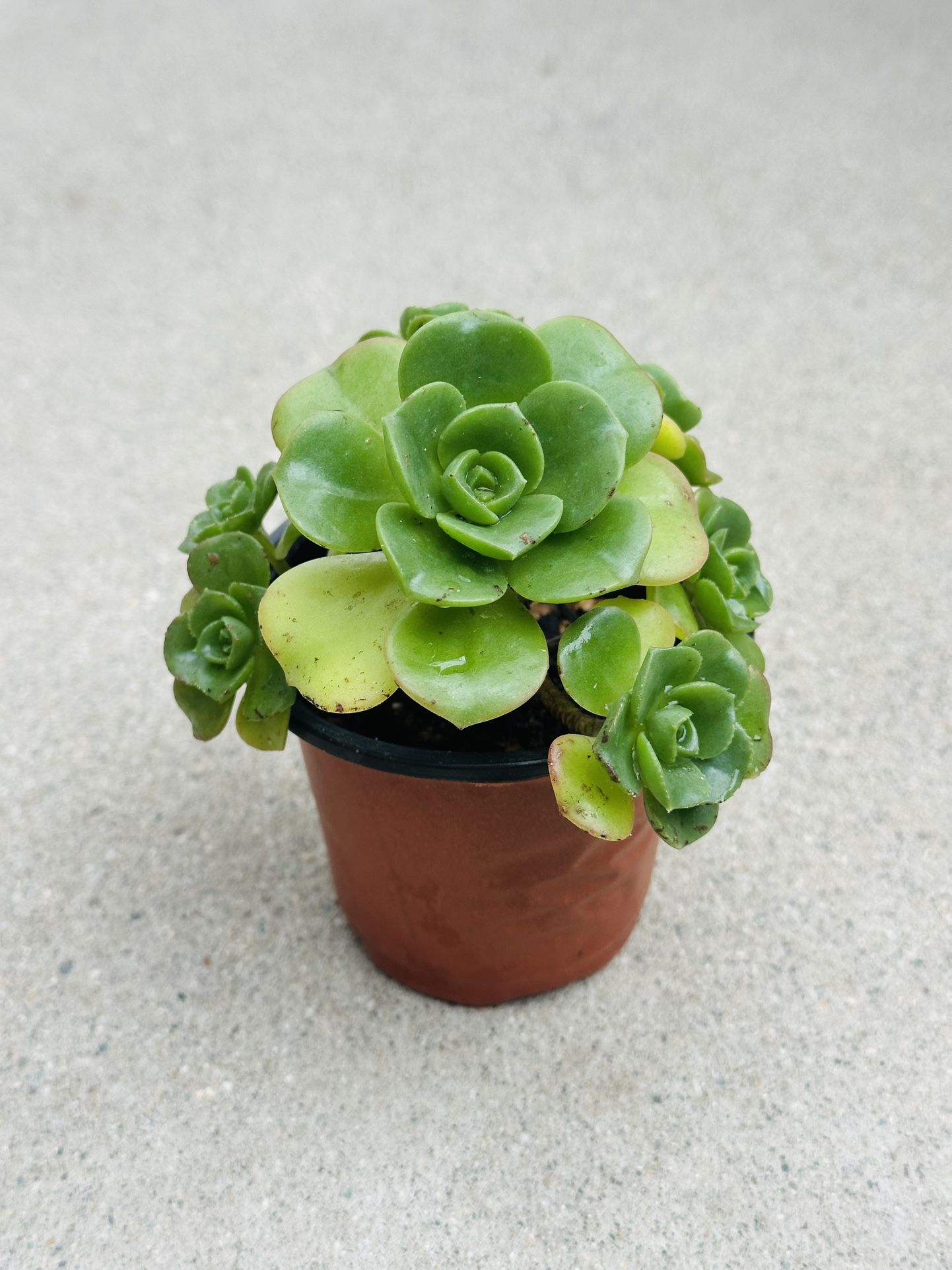 Succulents plants 🪴