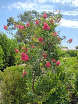 CRAPE  MYRTLE TREE