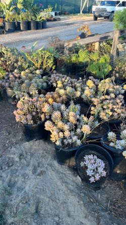 Succulents