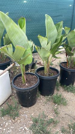 Strelitzia nicolai ( giant bird of paradise)