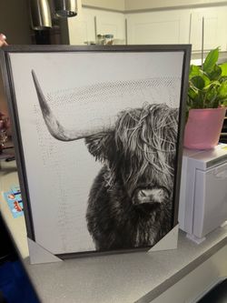 Highland Cow Portrait