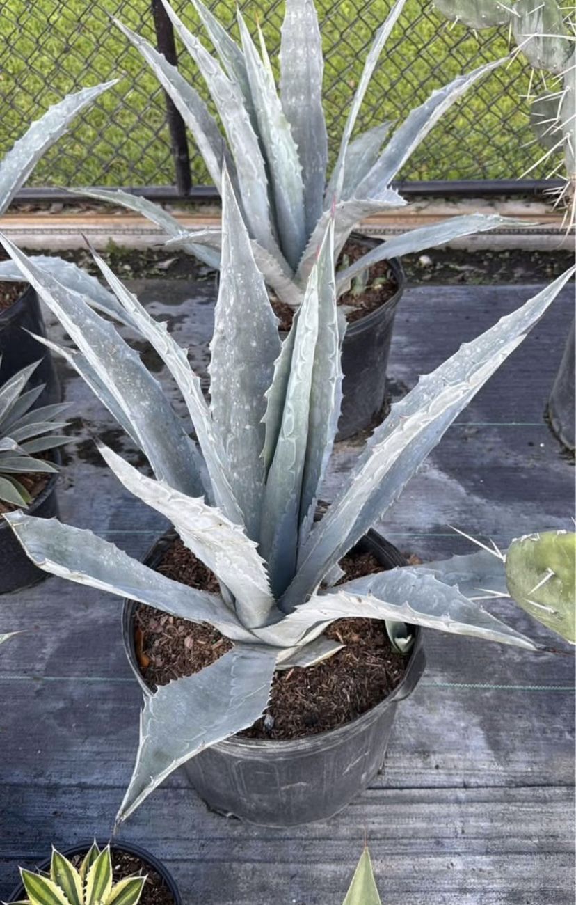 Blue Agave - 7gl