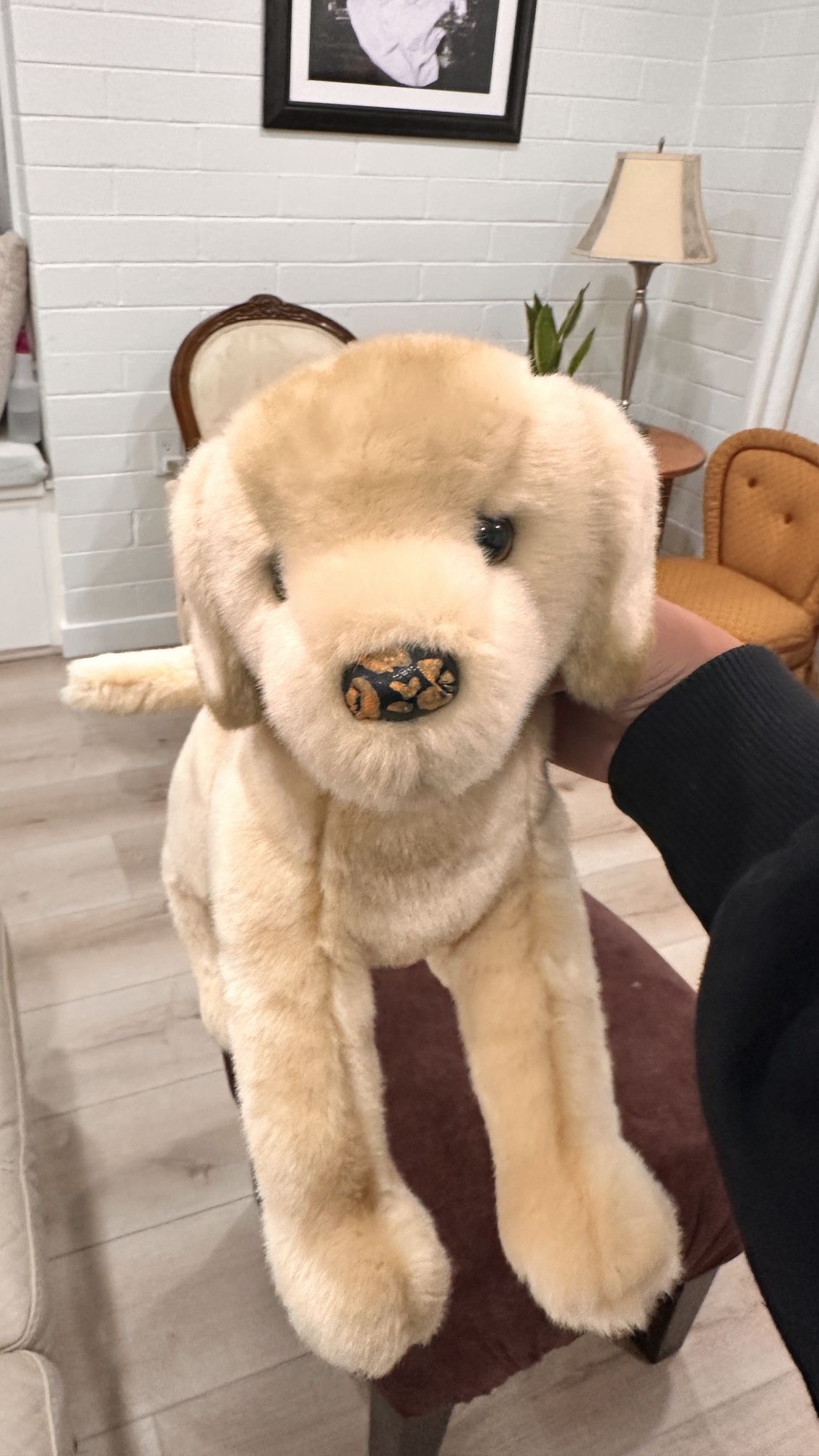 Douglas Labrador Retriever