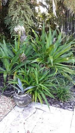 Giant White Crinum Lily seedlings