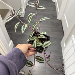 Striped Tradescantia Plant Indoor In Pot Climbing 