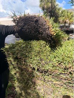 Fresh Sod