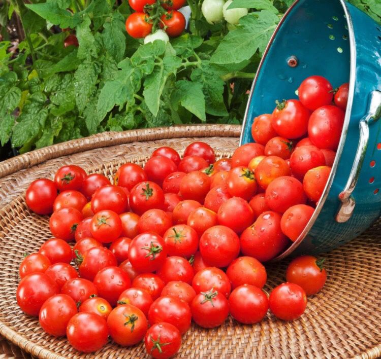 Sweet Cherry Tomato Seedling Plant 1 Gallon Free Black Eyed Susan Plant