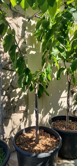 🌳 MASSIVE 7ft+ Grafted Lisa Pride Atemoya Tree (with FRUIT!) 🍈