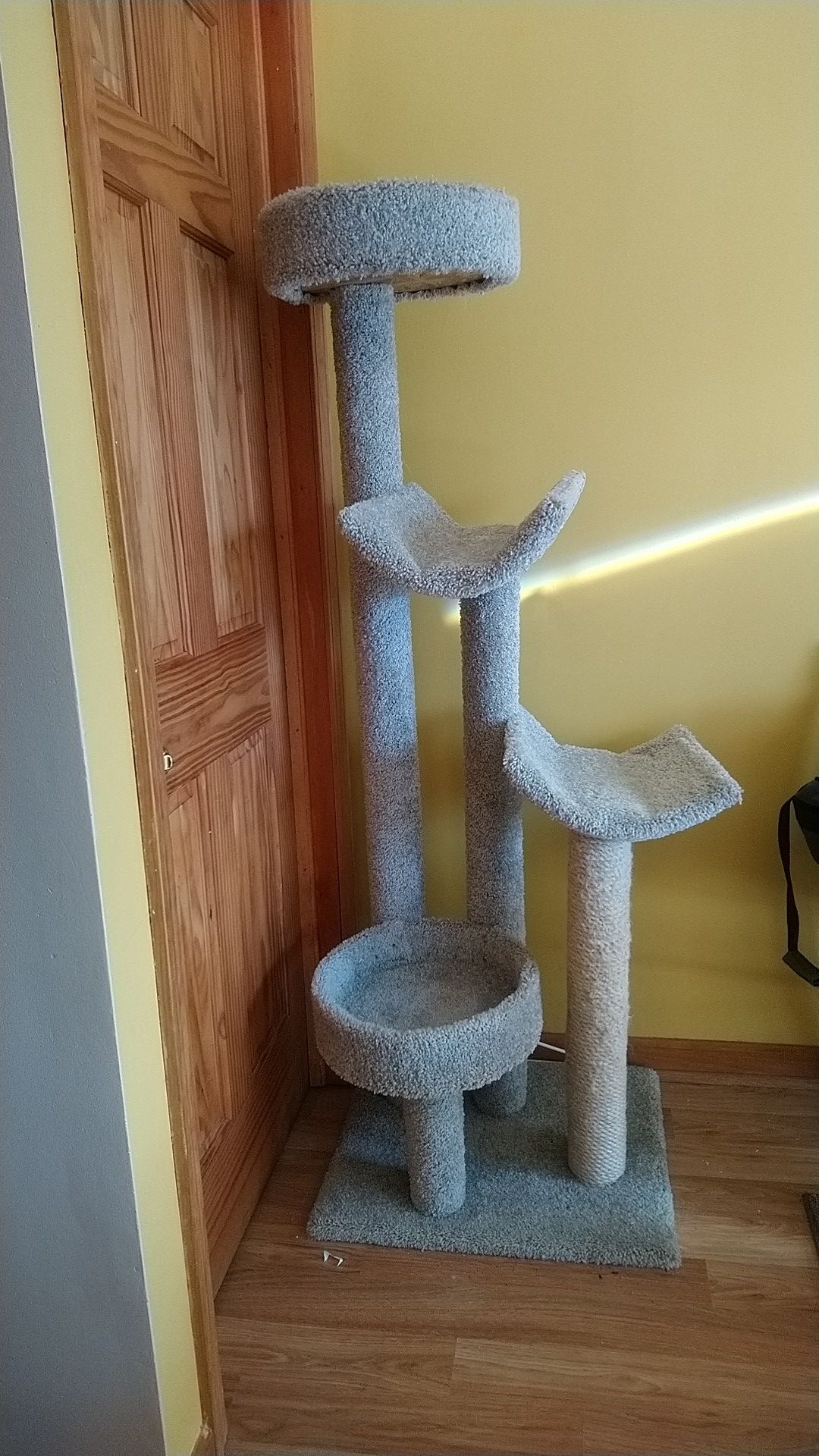 Cat climbing tower