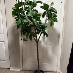 ikea tree pot indoor/outdoor