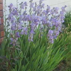 Blue & Purple Irises/perrineals 
