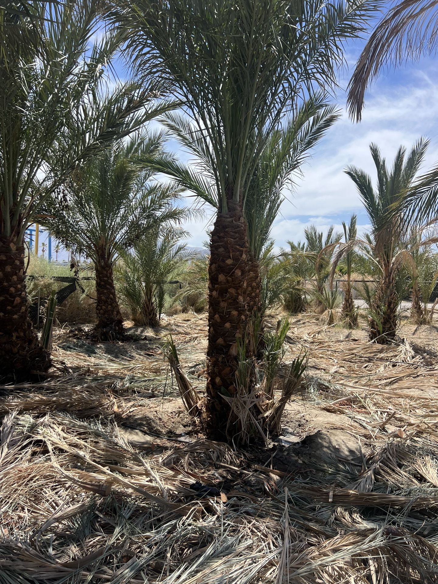 Medjool Palm Tree For Sale
