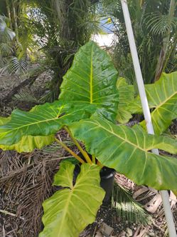 Alocasia Lutea 💛 7gl $85