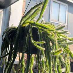 10Dog tail Cactus Cuttings Selenicereus testudo Strophocactus Aporocactus Cacti 