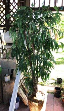 Fig tree. Fam.