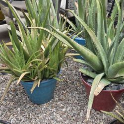 Aloe vera plants.
$25 each one.