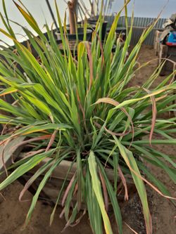 Lemon Grass Planta De Telim9n