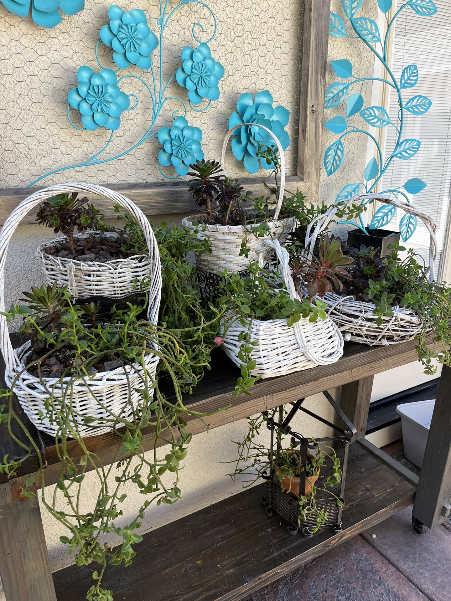 Baskets With Succulent Plants 