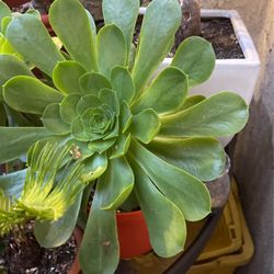 Succulent Plant $12 Each