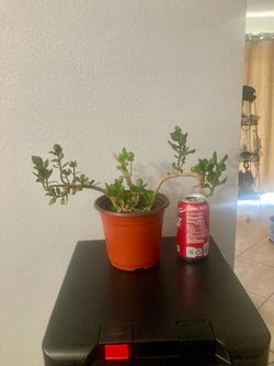 Small Kalanchoe Plant in 5-inches plastic Pot