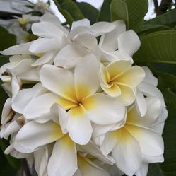 Plants/Hawaiian Rooted ///Plumeria.