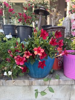 Red Mandevilla Plant With Pot