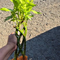 Lucky Bamboo Plant $5 Each
