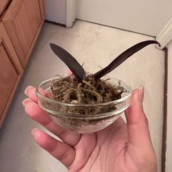 Cymbidium Orchid Plant Without Pot