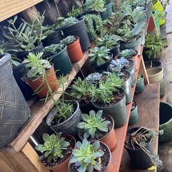 Hermosas Succulents  Empezando A 2 Dls 