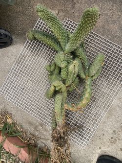 Crested Cholla Cactus