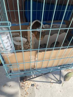 Guinea pig cage house