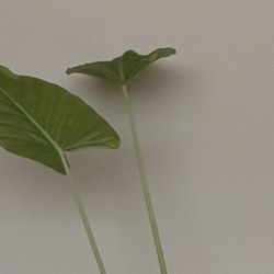 Elephant Ear Plant 