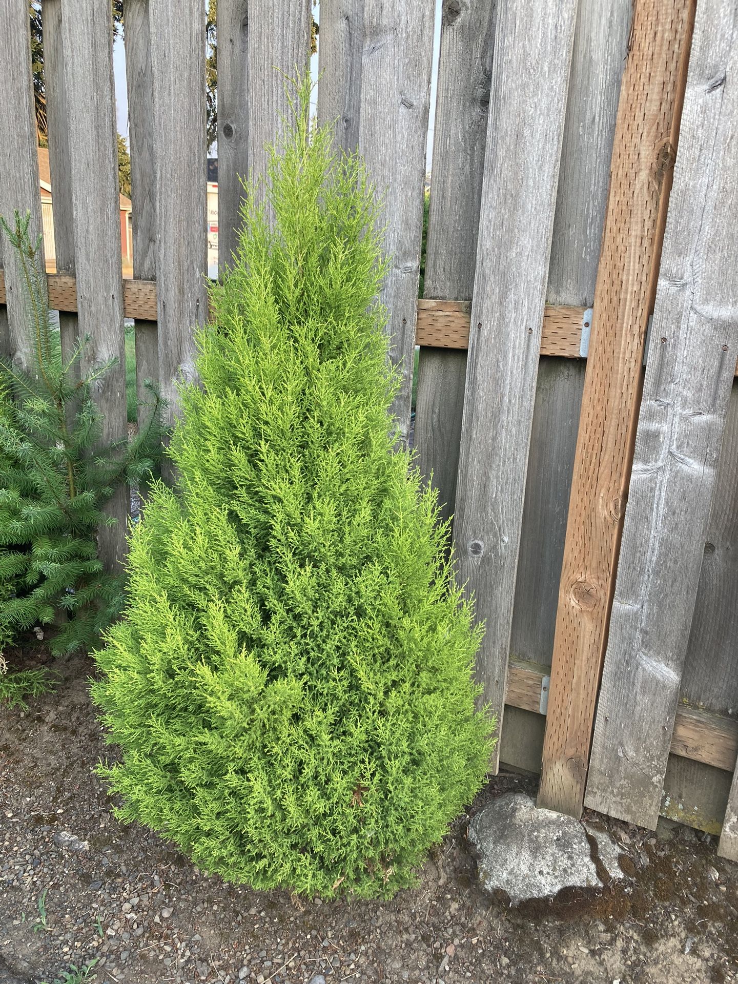 🌲 Tree Limo