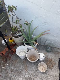 Cute plants and pots
