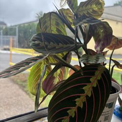Maranta Lime Plant 