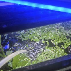 Duckweed Aquadic Floating Plants