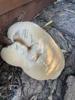 Mushrooms 🍄