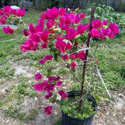 Bougainville Tree Flowers