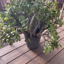 ‼️SCRIPPS RANCH PLANTS SALE‼️ Over 50 Plants! 🪴