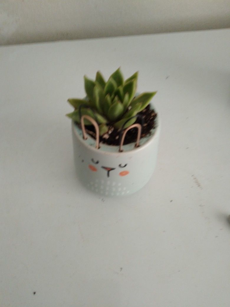 Cactus Flower And Ceramic pot