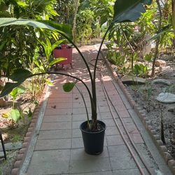 White Bird Of Paradise 