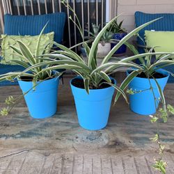 Spider Plants In Plastic Pots